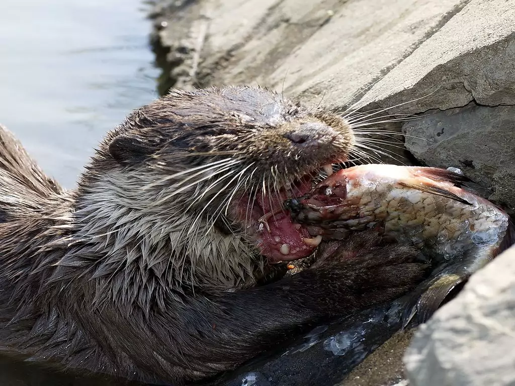 otter