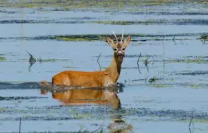capreolus capreolus