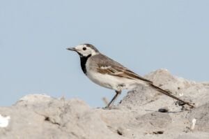 motacilla alba