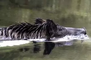 sanglier