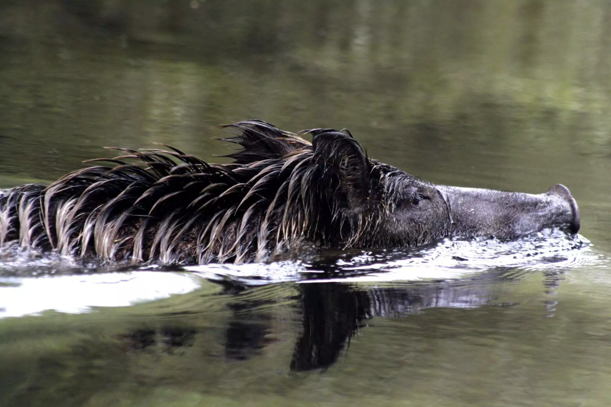 sanglier