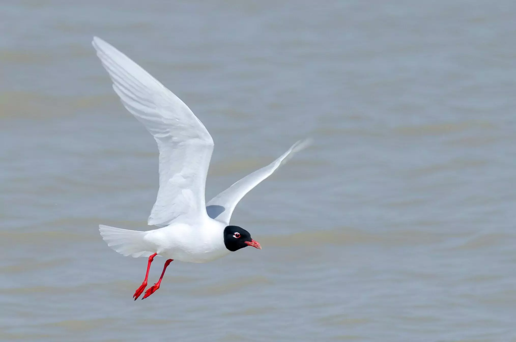 Larus melanocephalus