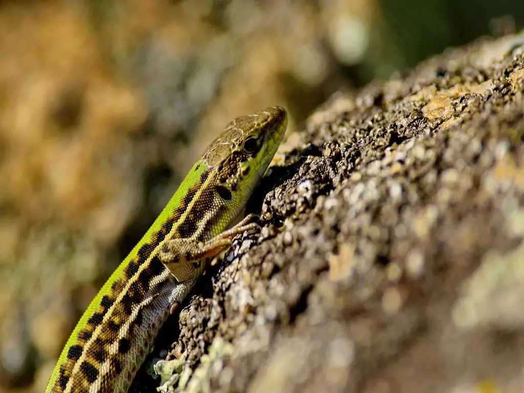 lizzard