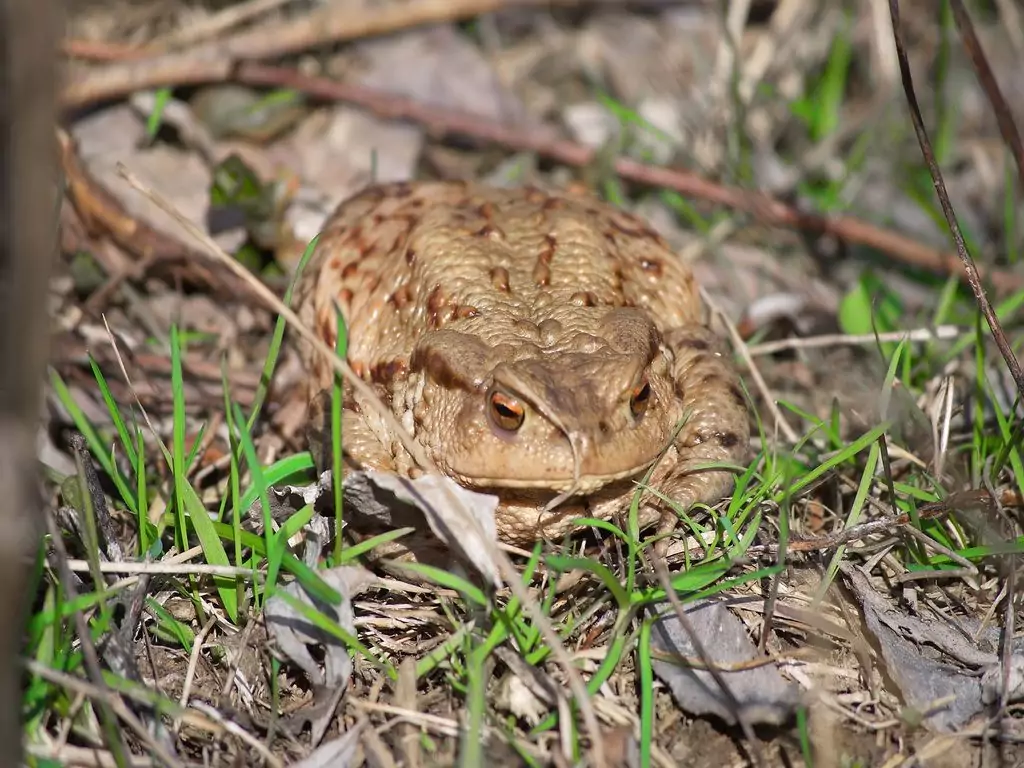 frog