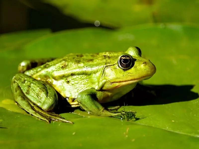 frog