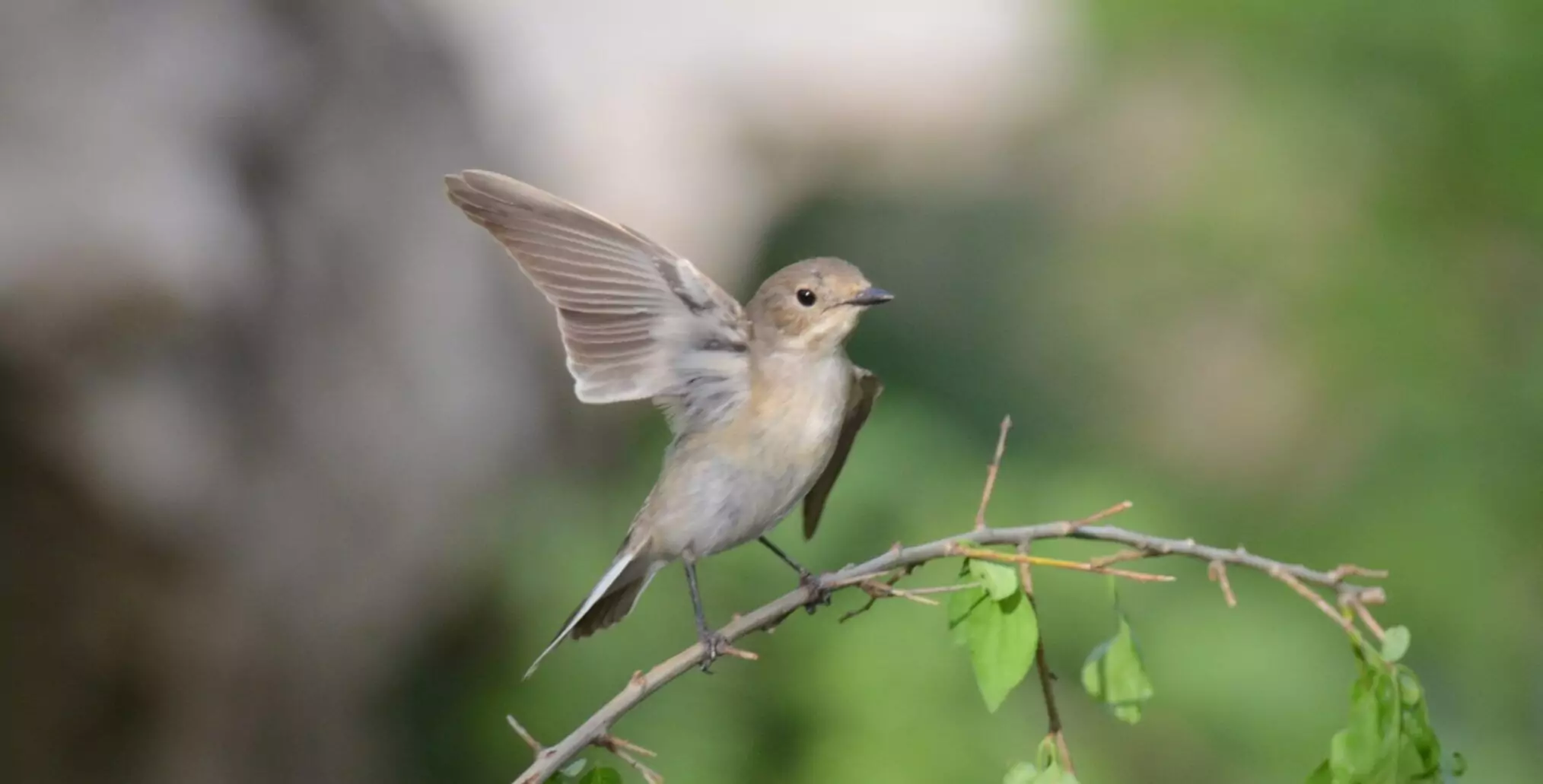 muscicapa striata