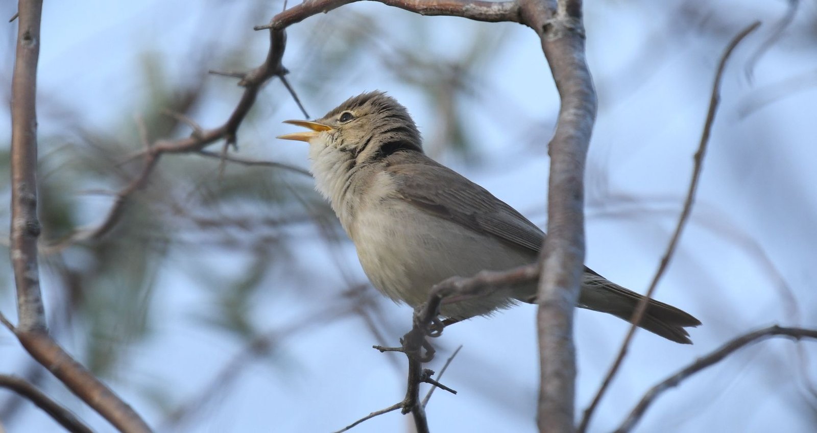 Eastern olivaceous warbler (Iduna pallida)