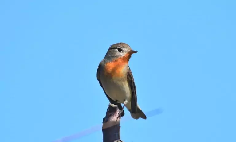 ficedula parva