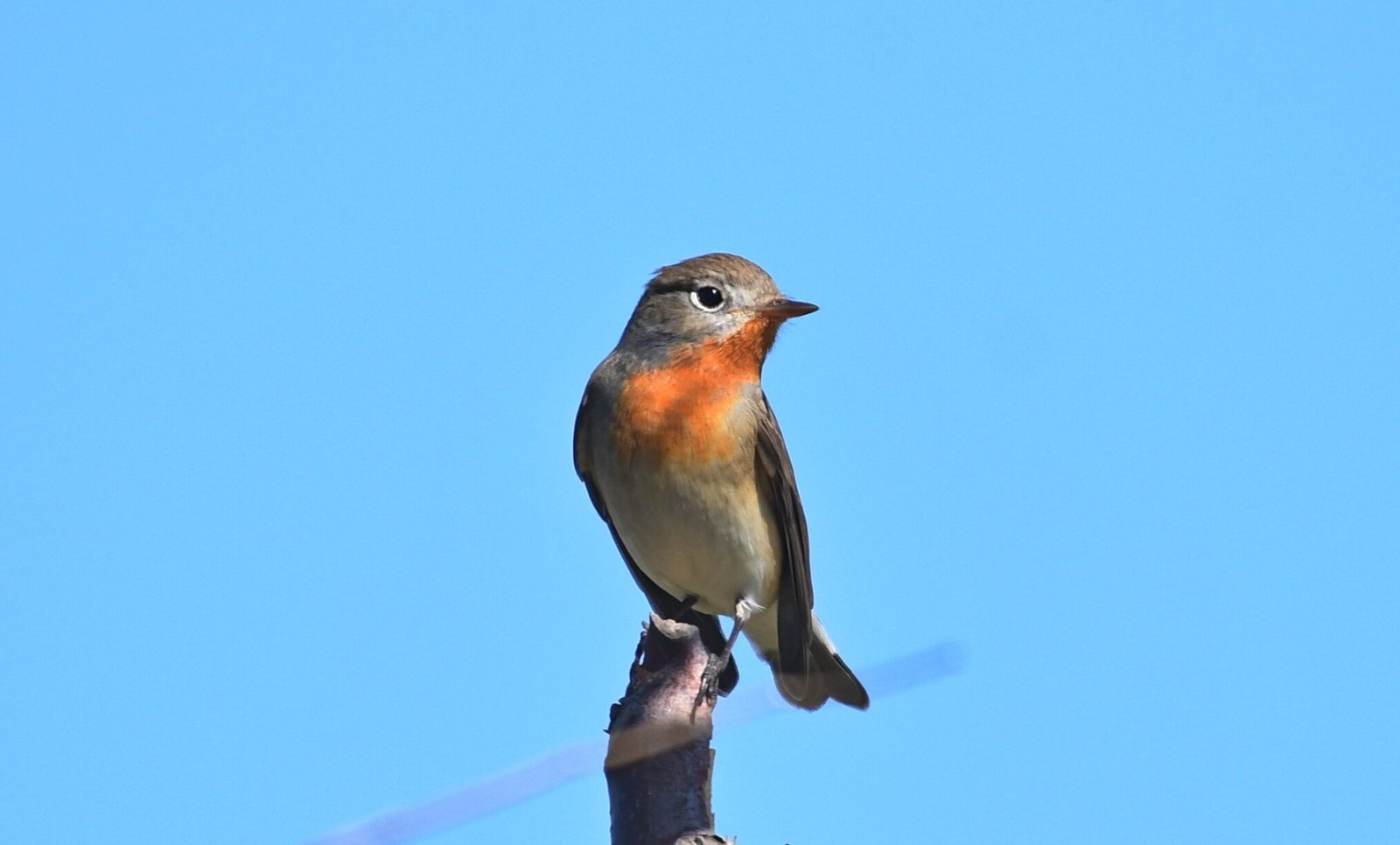 Red-breasted flycatcher (Ficedula parva)