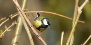 blue tit