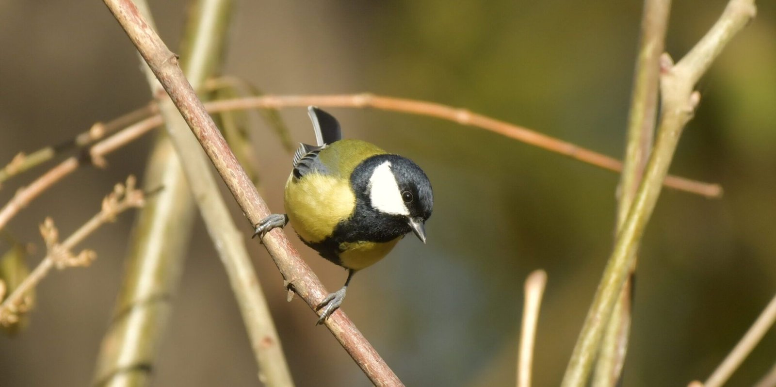Great tit (Parus major)