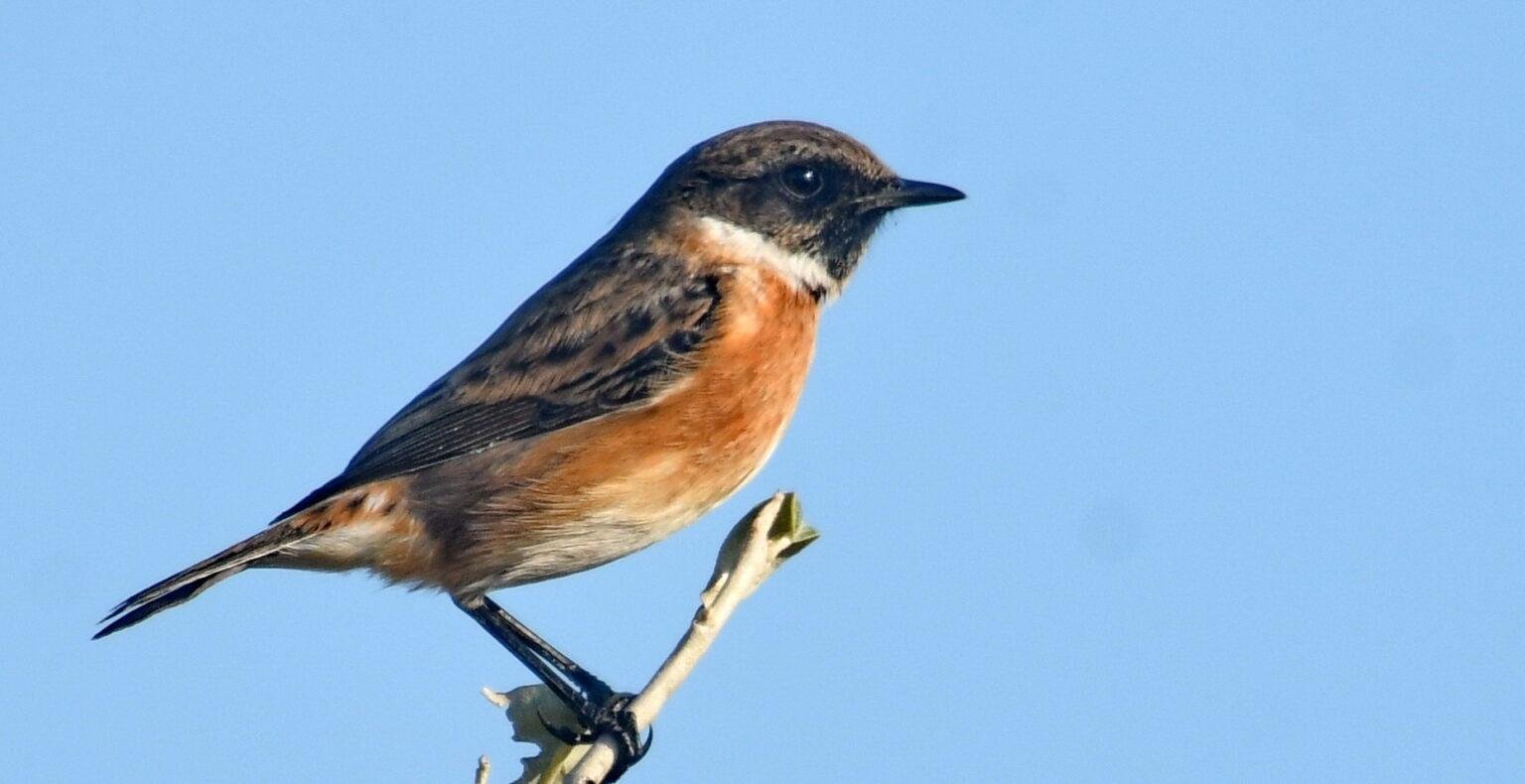 saxicola rubicola