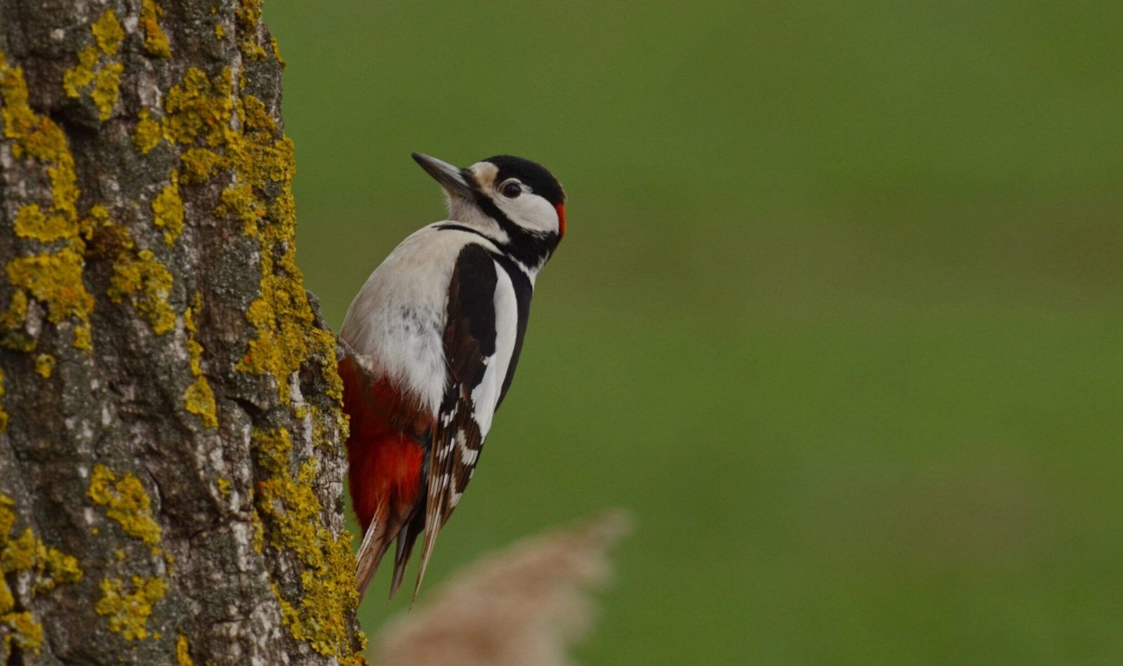 dendrocopus major