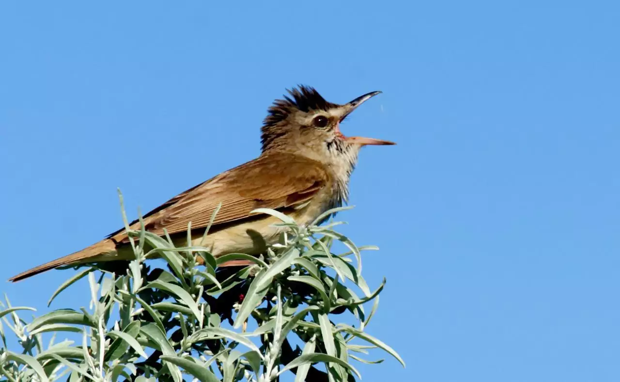Acrocephalus arundinaceus