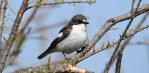 ficedula hypoleuca