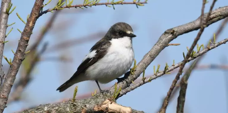 muscar negru