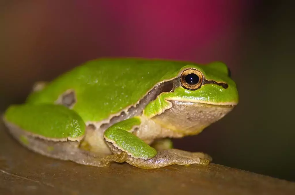 hyla arborea