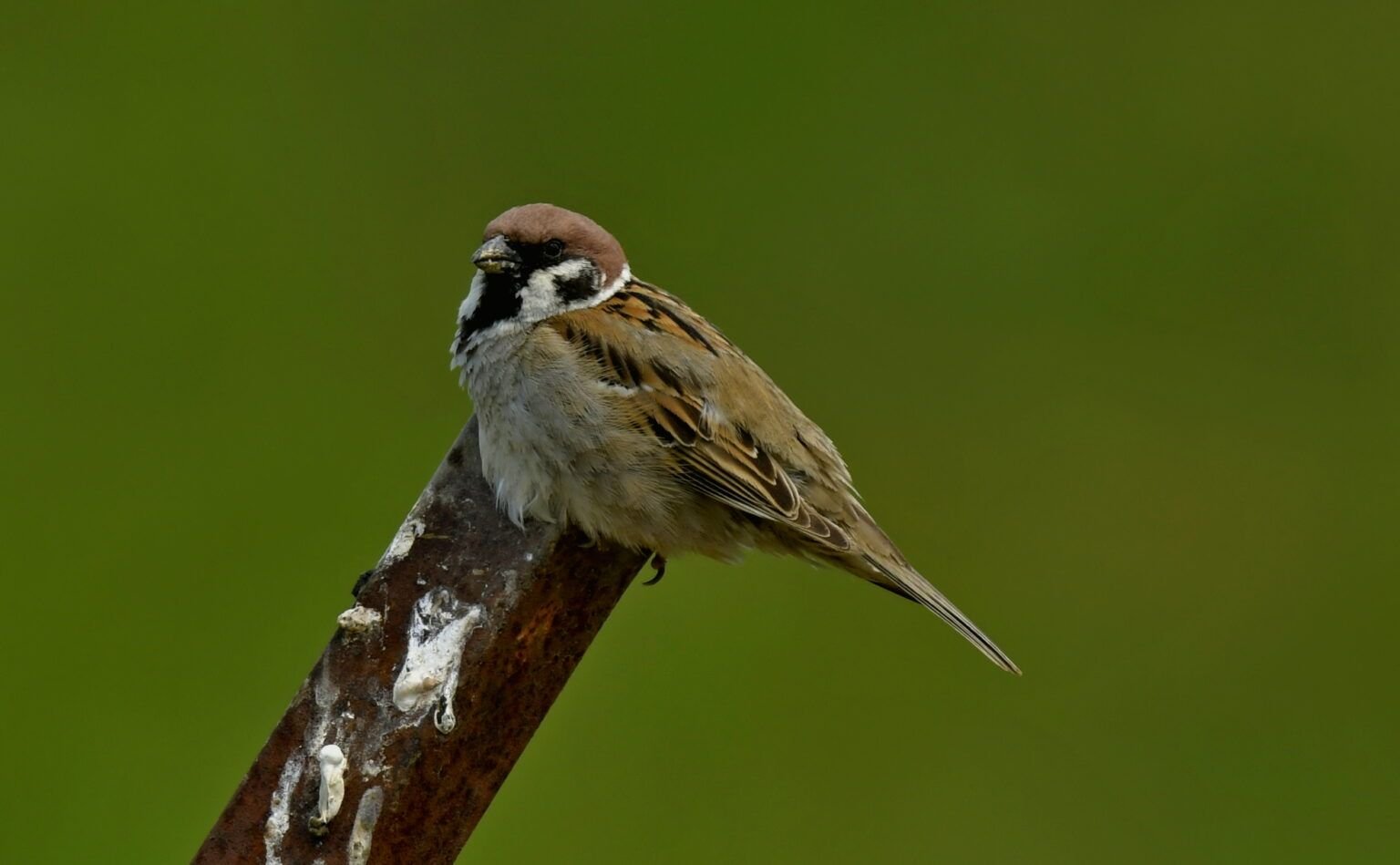 passer montanus