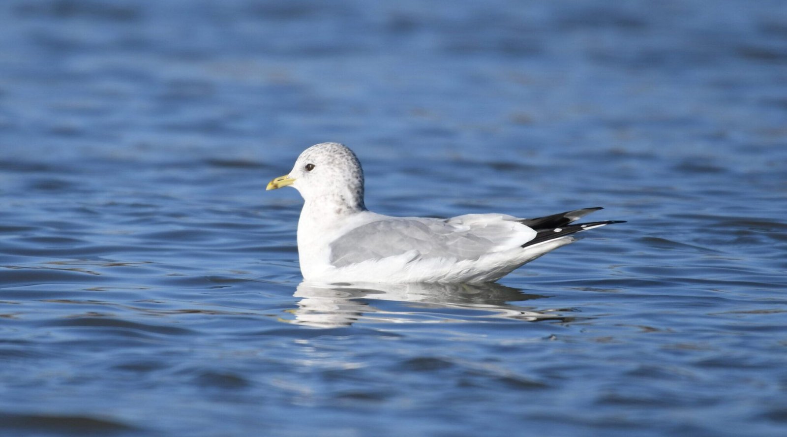 Common gull (Larus canus)