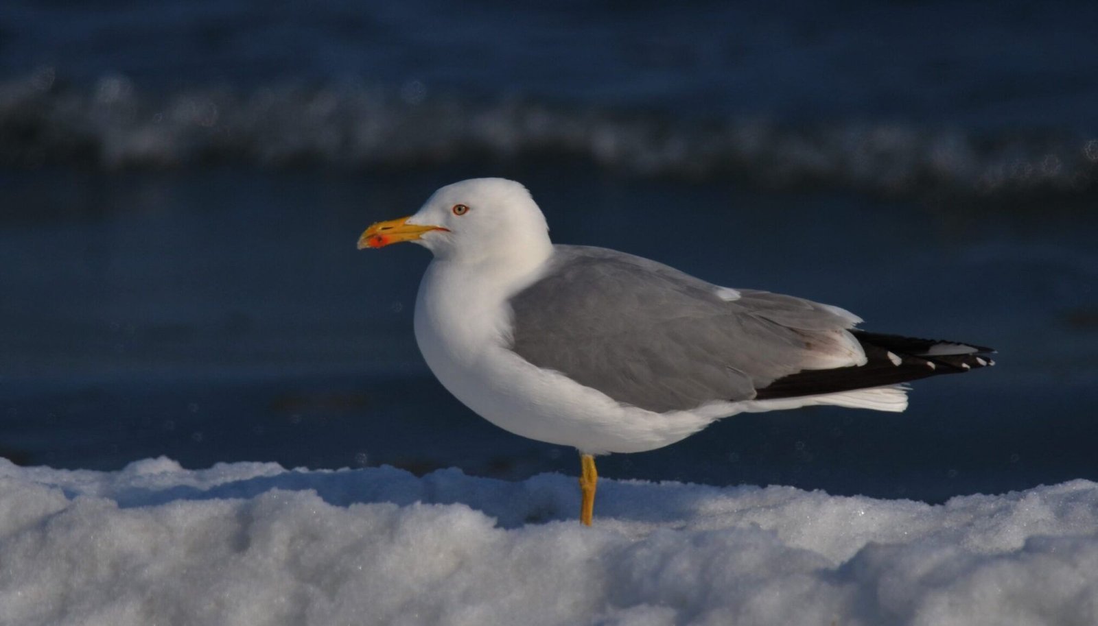 goeland pontique