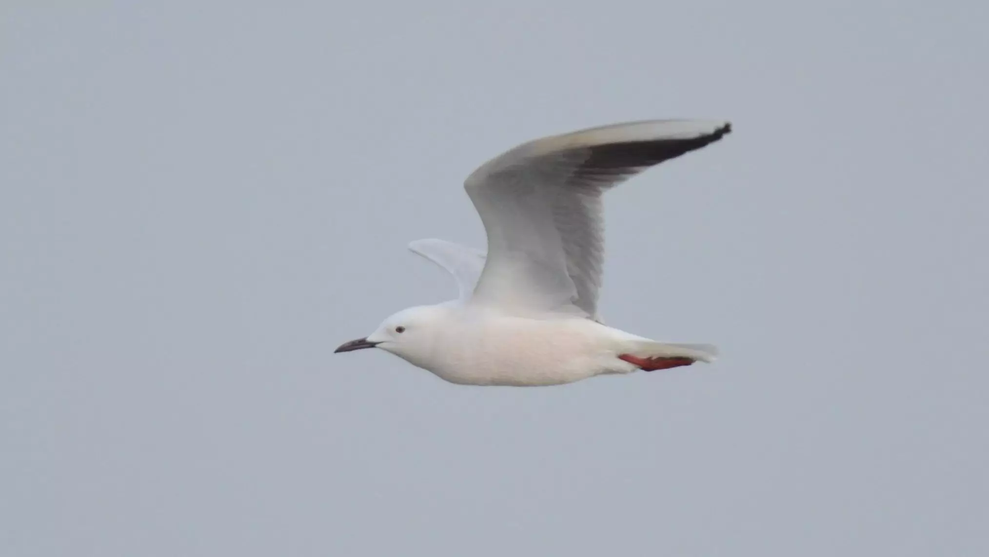 larus genei