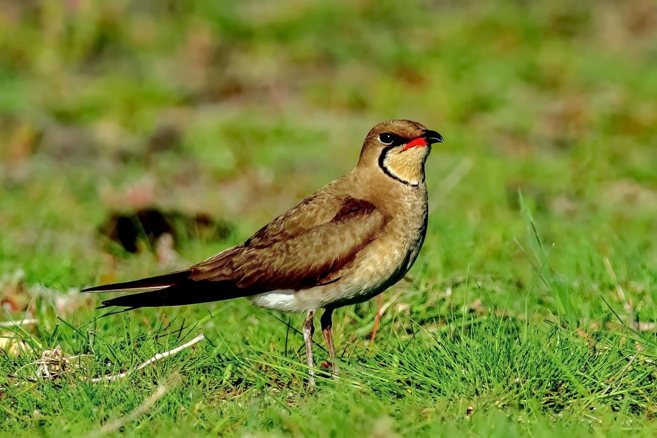 Glareola pratincola