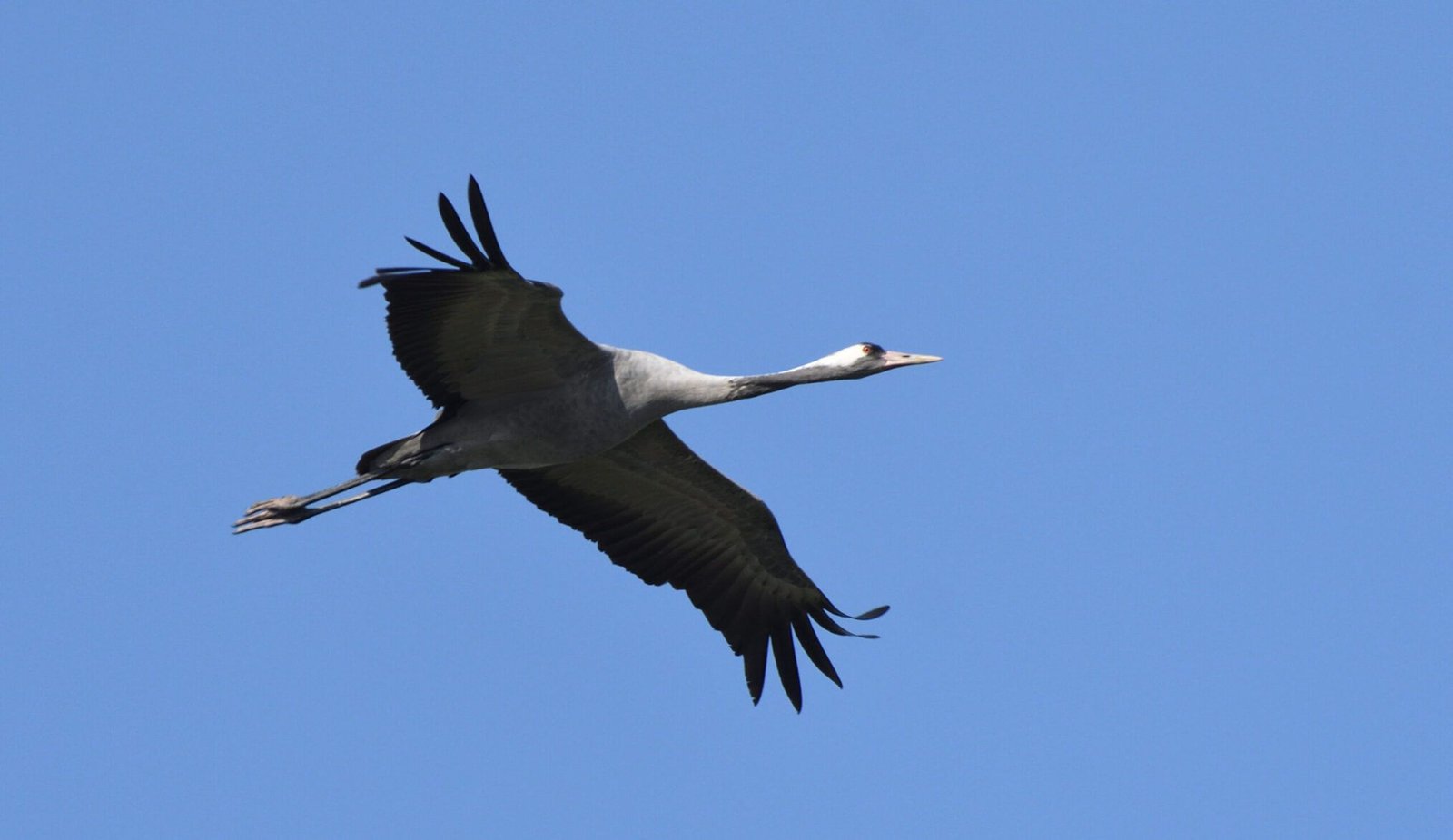 Common crane (Grus grus)