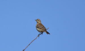 anthus spinoletta