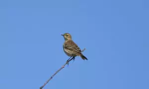 anthus spinoletta