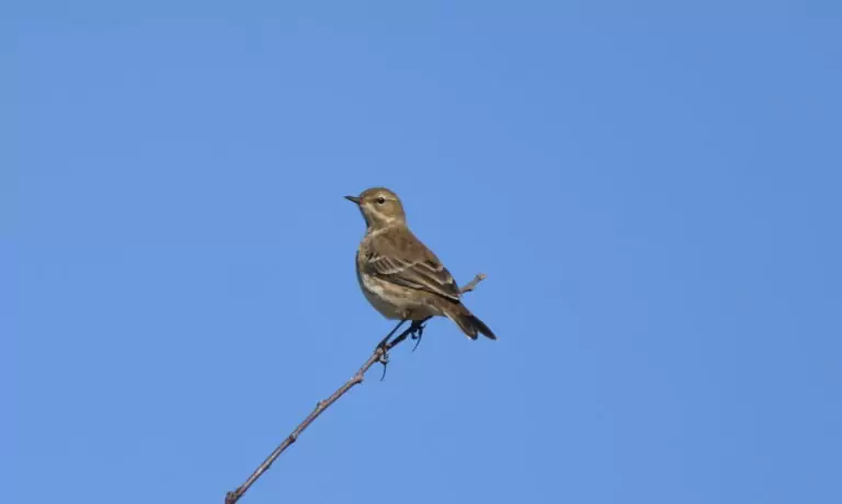 anthus