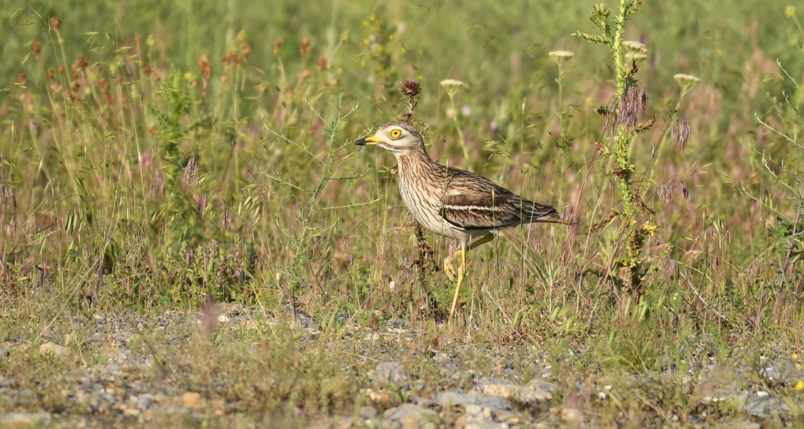 Eurasian stone-curlew (Burhinus oedicnemus)
