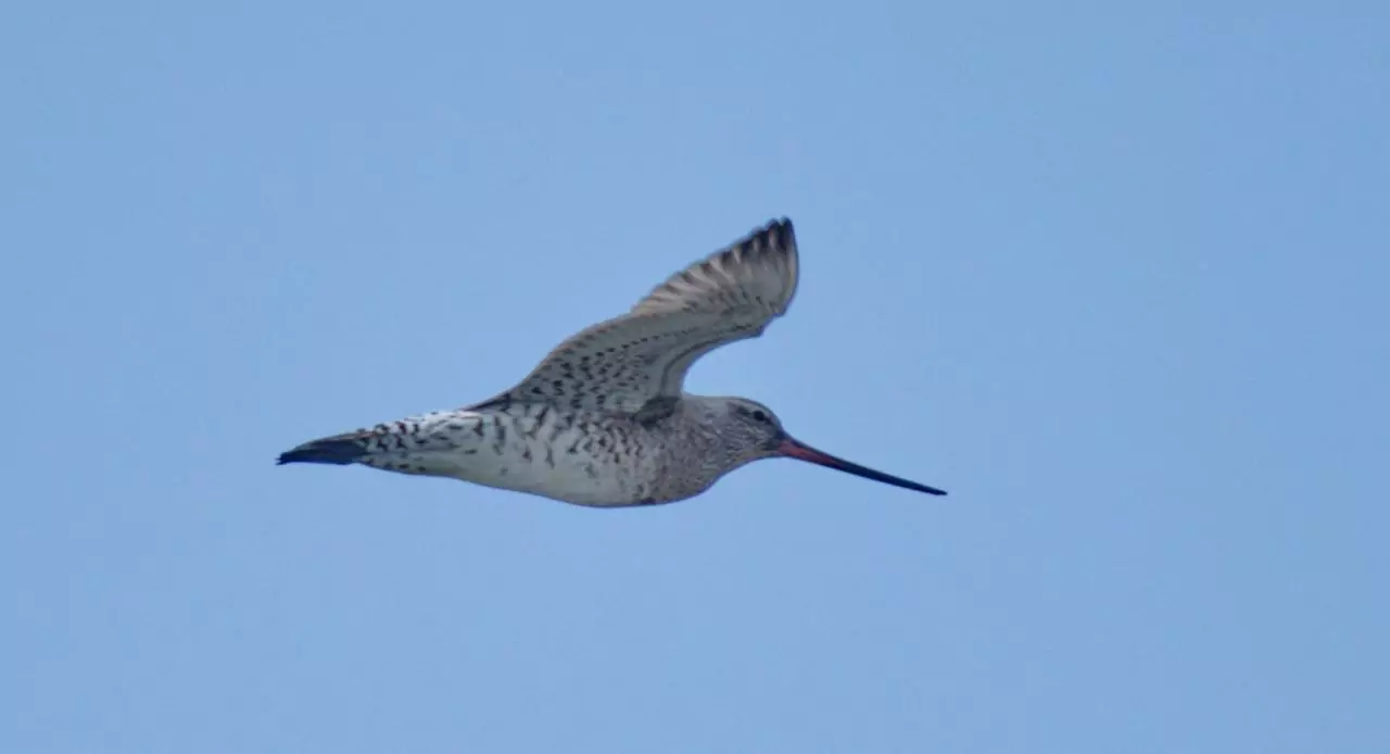 Limosa laponnica