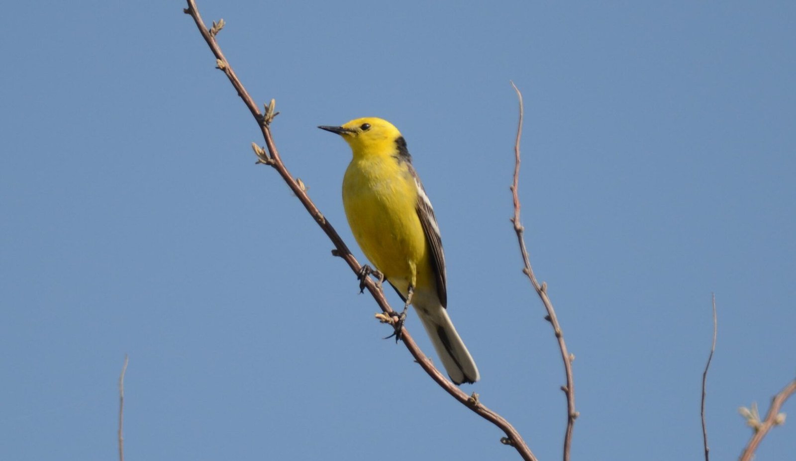 motacilla citreola