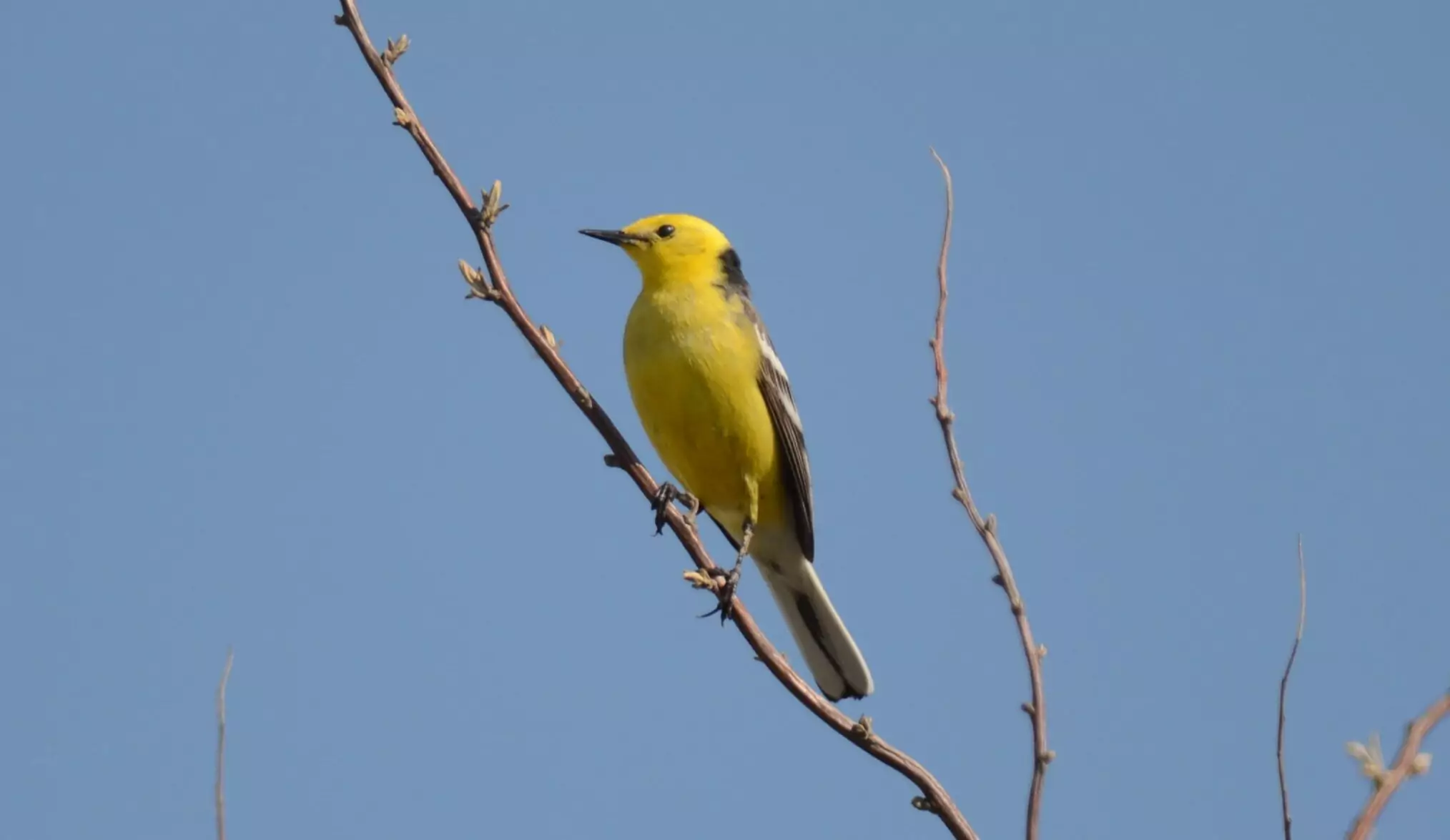 motacilla citreola