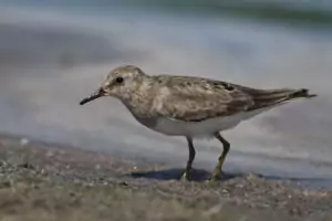 calidris teminckii