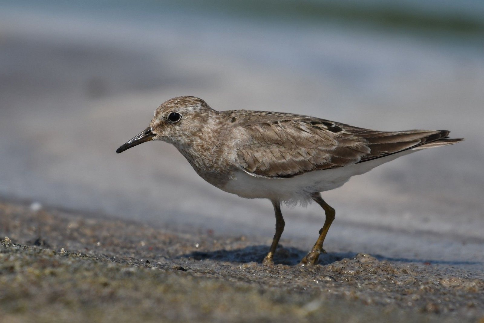 Temminck’s stint (Calidris temminckii)