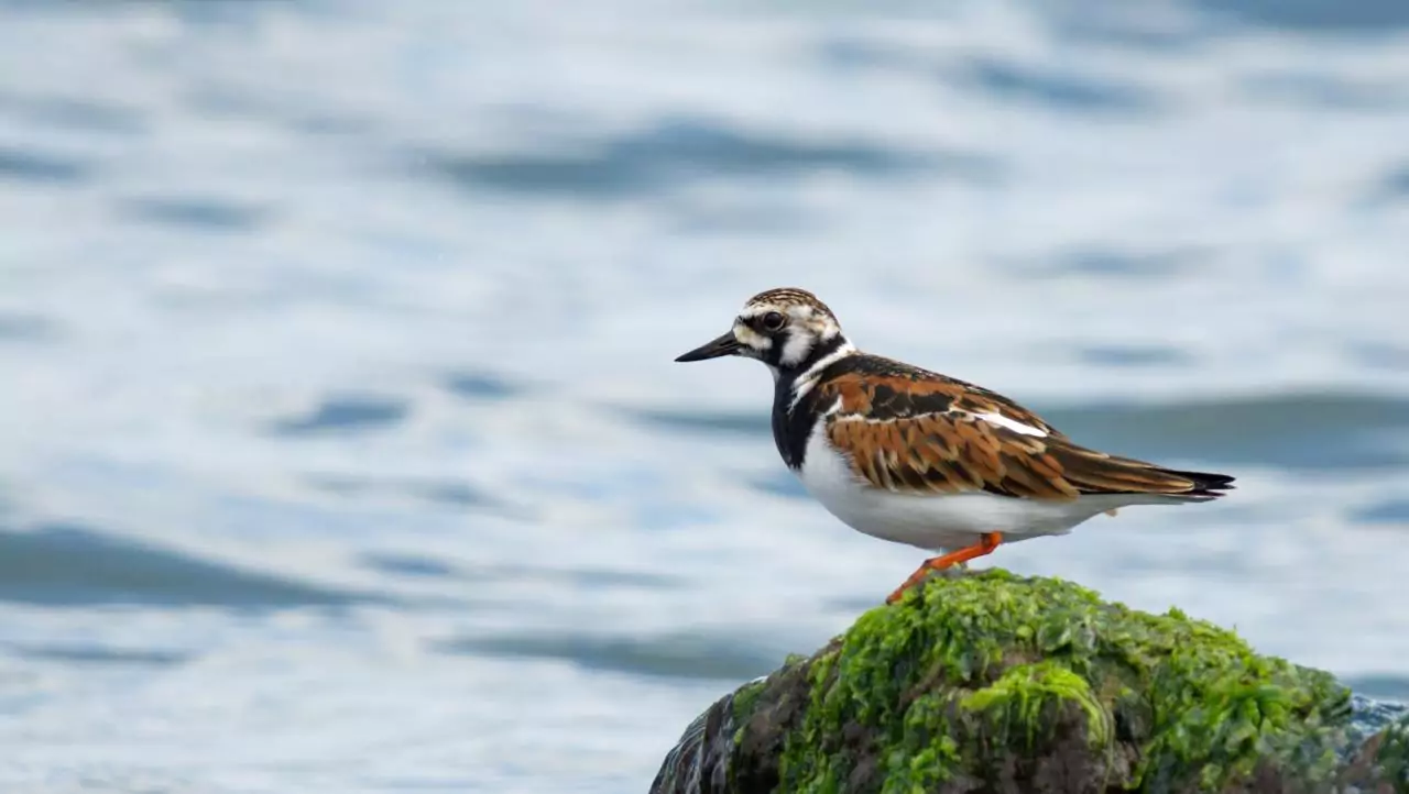 Arenaria interpres