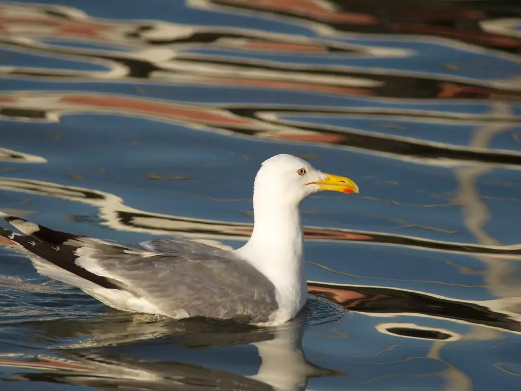 Larus cachinnans