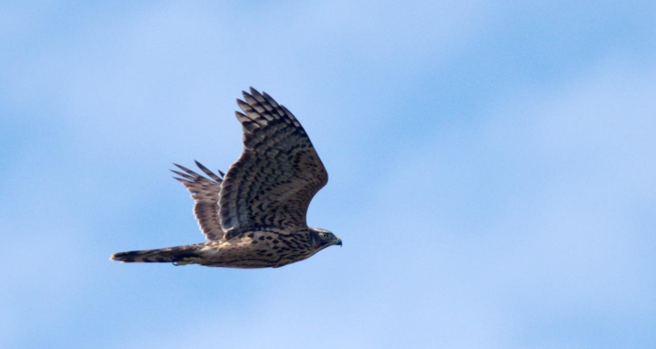 Accipiter gentilis