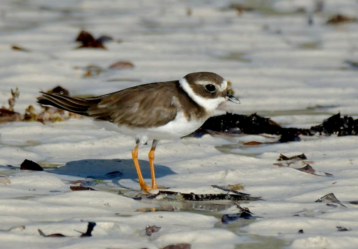 charadrius alexandrinus