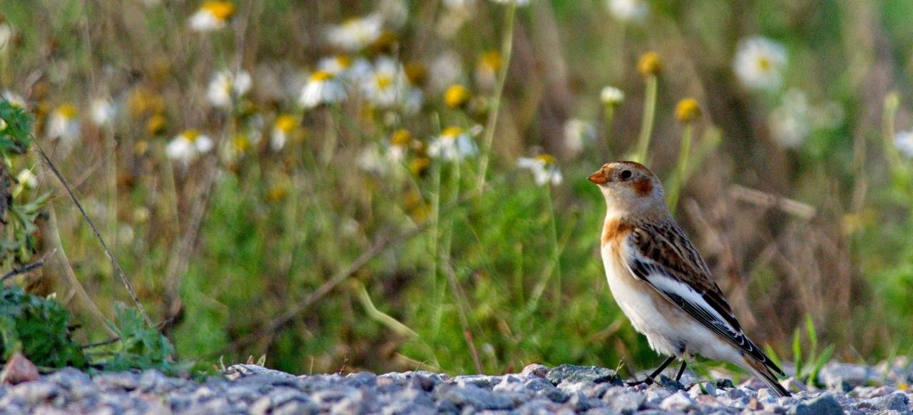 Plectrophenax nivalis