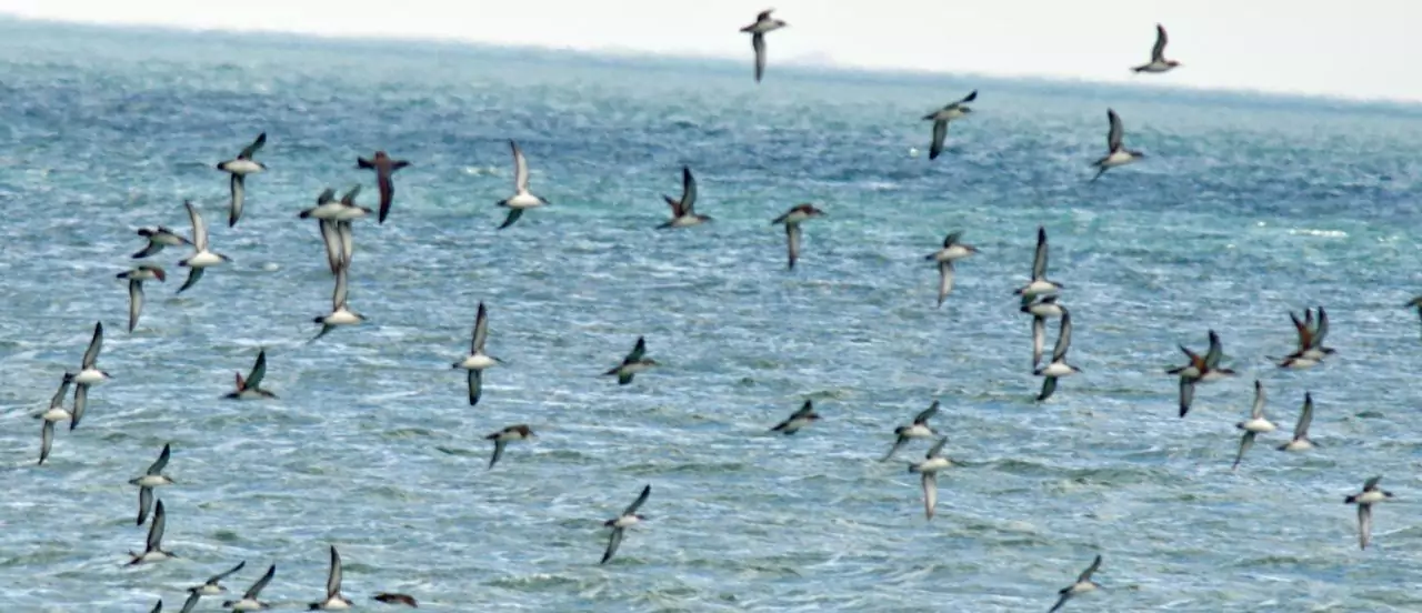 Puffinus yelkouan