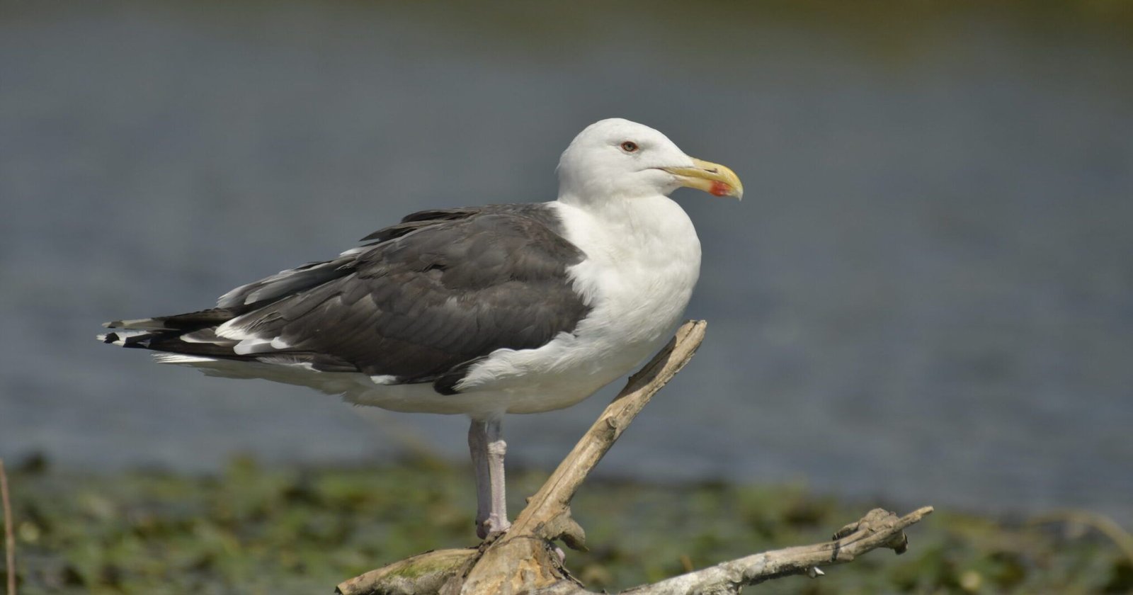 Great black-backed gull (Larus marinus)