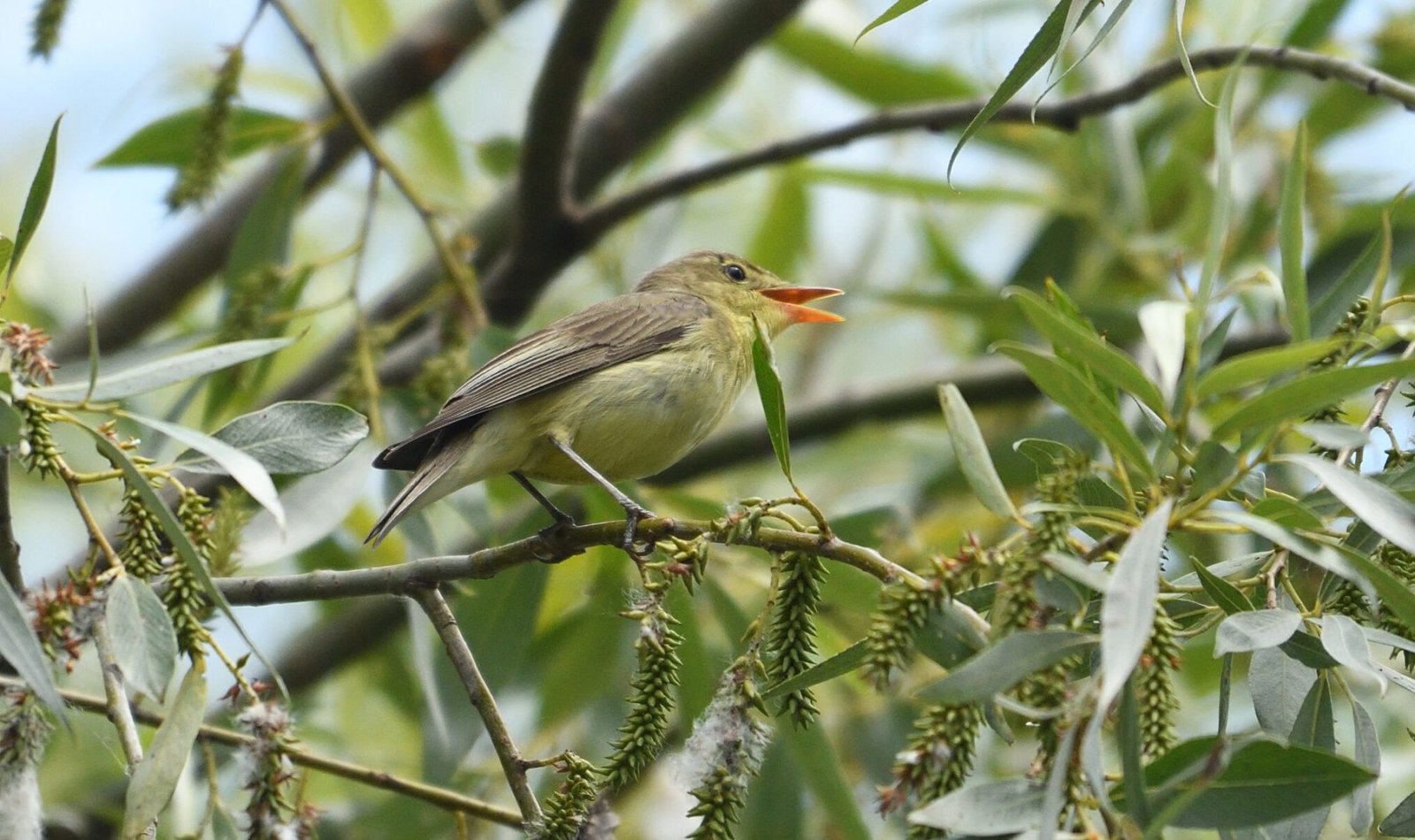 Icterine warbler (Hippolais icterina)
