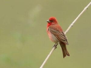 Carpodacus erythrinus