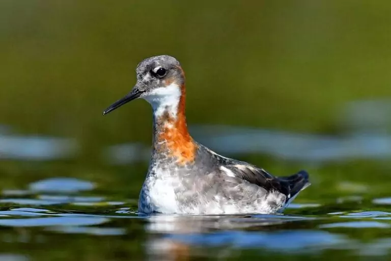 Phalaropus lobatus