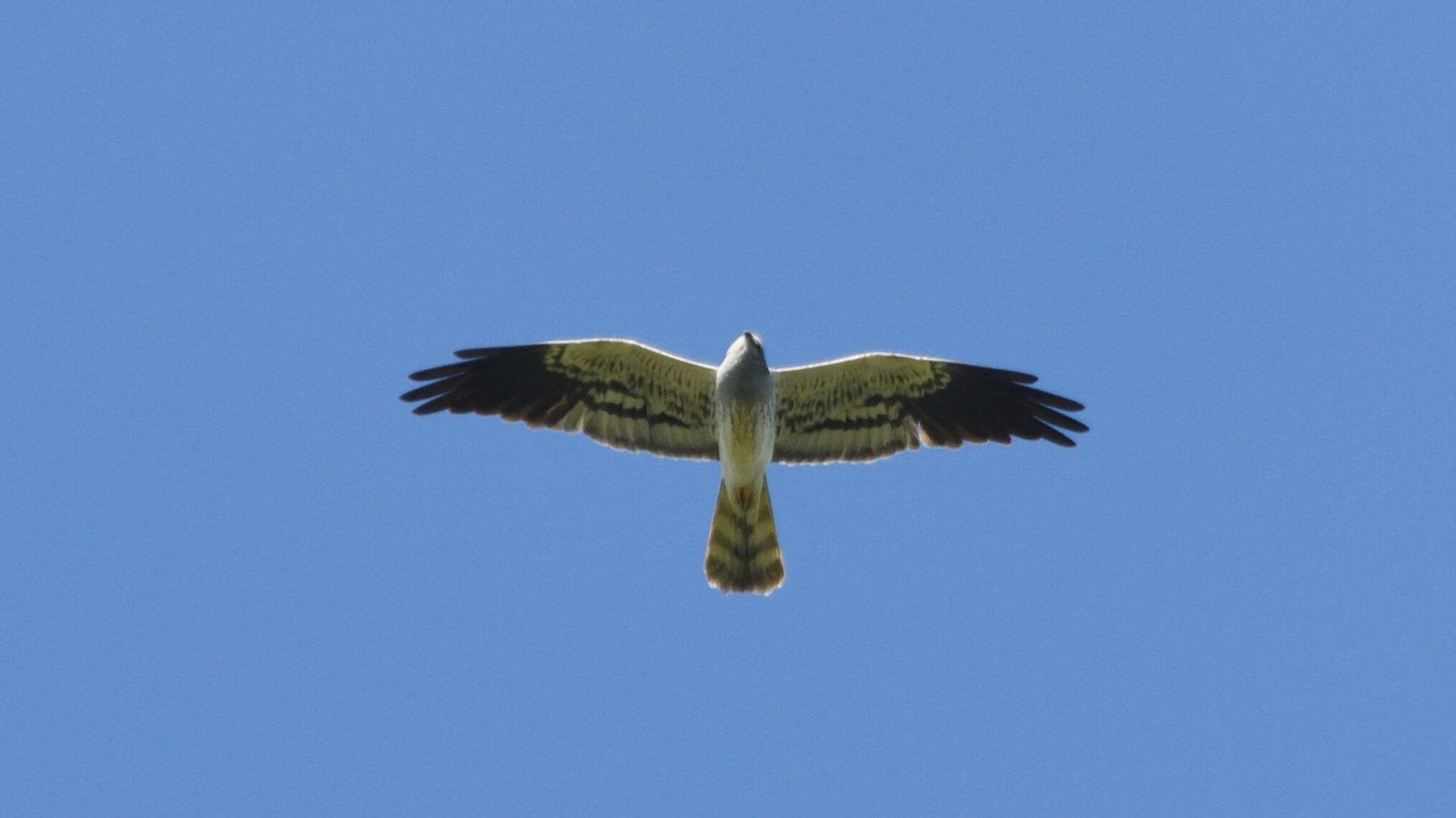 Montagu’s harrier (Circus pygargus)