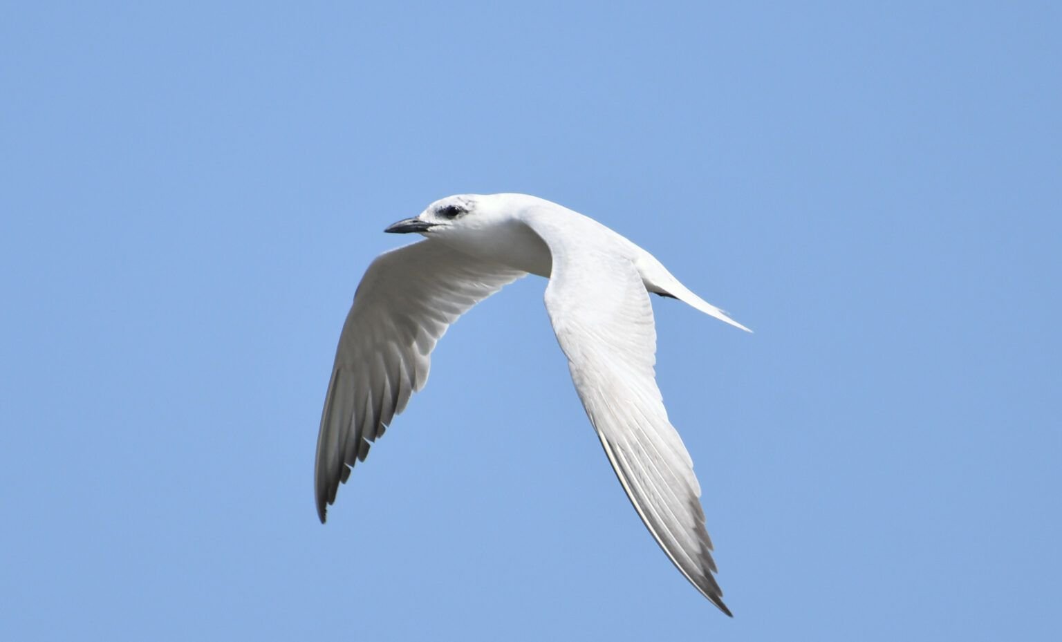 larus genei