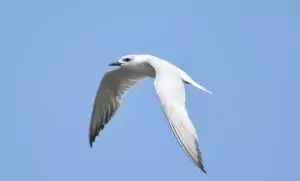 larus genei