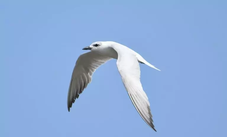 larus genei
